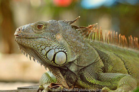 Balekambang City Park